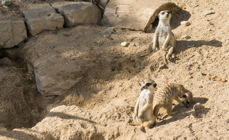 meercat meerkatの写真素材