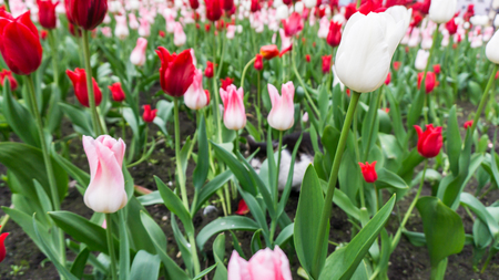 cat tulips flowersの写真素材