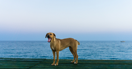 dog and the seaの写真素材