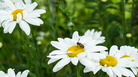 camomile flowers and beeの写真素材