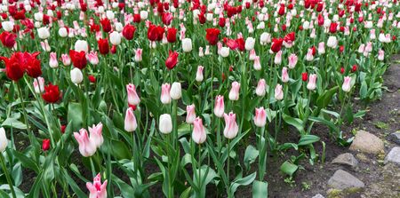 colourful tulips flowers season gardenの写真素材