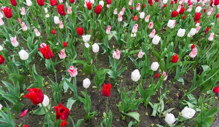 colourful tulips flowers season gardenの写真素材