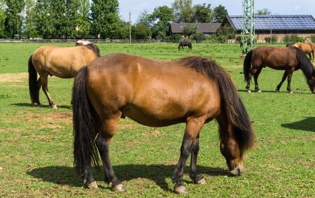 horses. farm animals on meadowの写真素材
