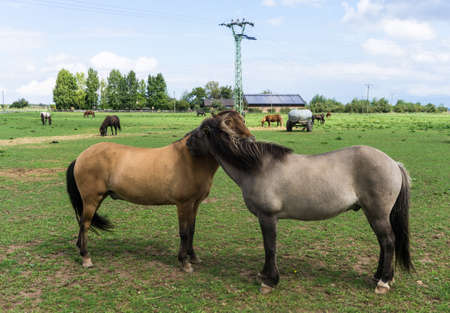 horses. farm animals on meadowの写真素材