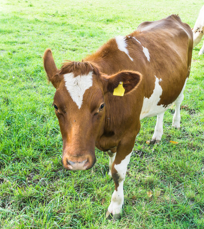 Cow grazing on a green fieldの写真素材