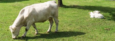 Cow grazing on a green fieldの写真素材