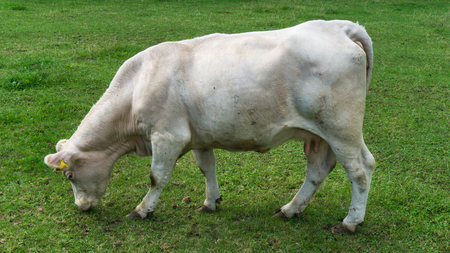 Cow grazing on a green fieldの写真素材