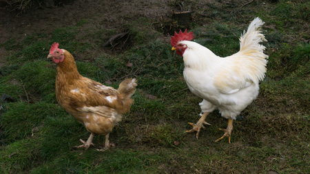free-range chiken. hens cockの写真素材