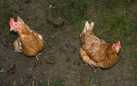 free-range chiken. hens cockの写真素材