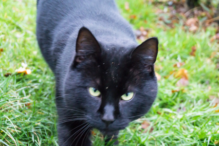 black catの写真素材