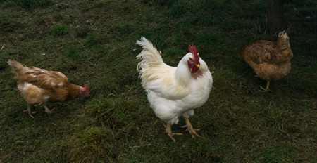 free-range chiken. hens cockの写真素材