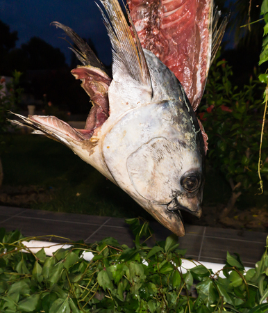 tuna fish skelettonの写真素材