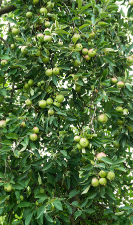 tree with green applesの写真素材