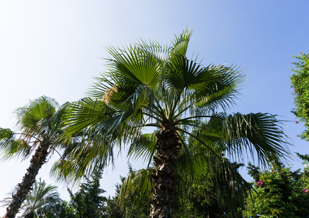 palm treeの写真素材