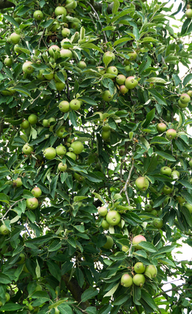 tree with green applesの写真素材