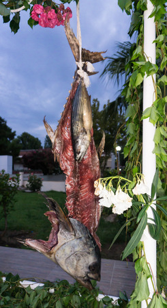 tuna fish skelettonの写真素材