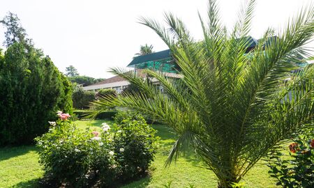 palm treeの写真素材