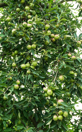 tree with green applesの写真素材