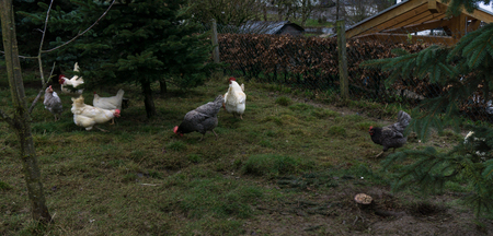 hens fair farm free running. cockの写真素材