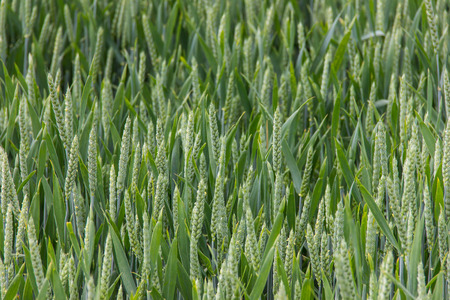wheat field green backgroundの写真素材
