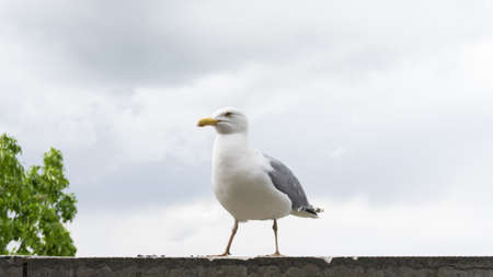 seagull birdの写真素材
