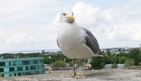 sea gull birdの写真素材