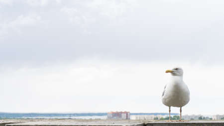 sea gull bird postcardの写真素材