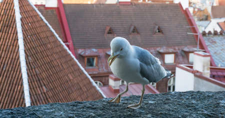 Sea gullの写真素材
