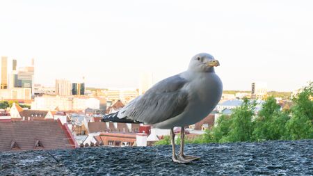 sea gull bird postcardの写真素材