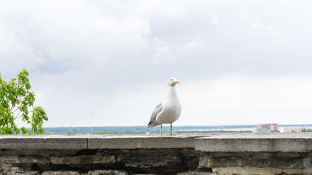 sea gull bird postcardの写真素材
