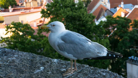 sea gull bird postcardの写真素材