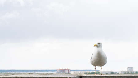 sea gull bird postcardの写真素材