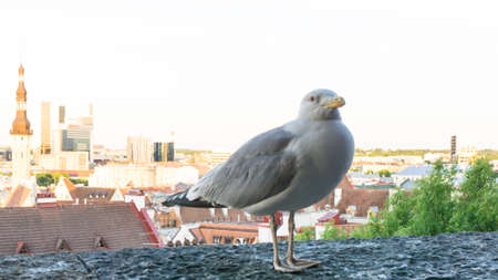 sea gull bird postcardの写真素材