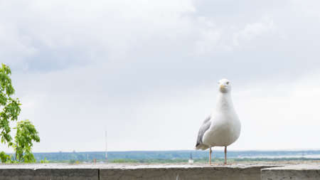 sea gull bird postcardの写真素材