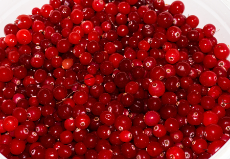 red ripe cranberries.view backgroundの写真素材