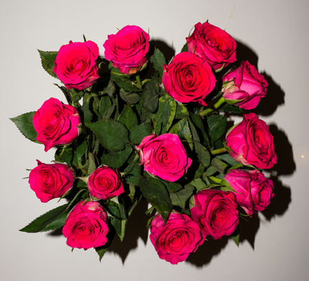 flowers. red roses beautyの写真素材