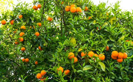 orange tree. fruit of gardenの写真素材