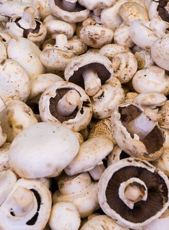 mushroom champignon. food backgroundの写真素材