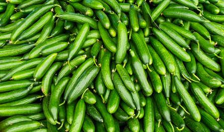 fresh cucumbers. food backgroundの写真素材