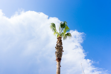 palm on blue sky. mustsの写真素材
