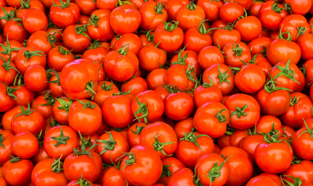 group of red tomatoesの写真素材