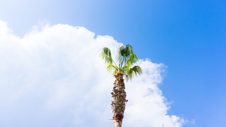 palm on blue sky. mustsの写真素材