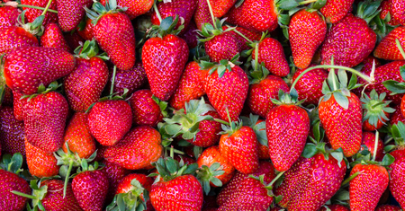 red strawberry. backgroundの写真素材
