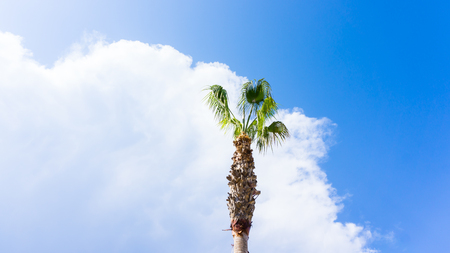 palm on blue sky. mustsの写真素材