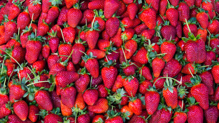 red strawberry. backgroundの写真素材