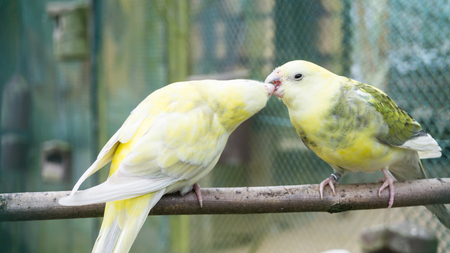 budgerigar birds. parrots. budgieの写真素材
