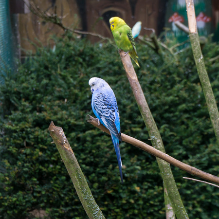 budgerigar birds. parrots. budgieの写真素材