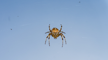 spider on blue sky background. hunterの写真素材