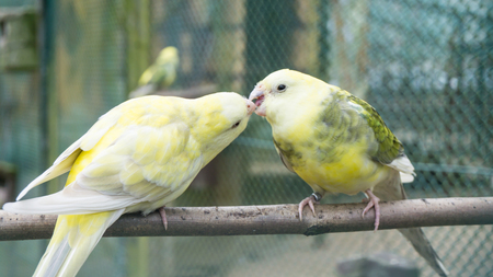 budgerigar birds. parrots. budgieの写真素材