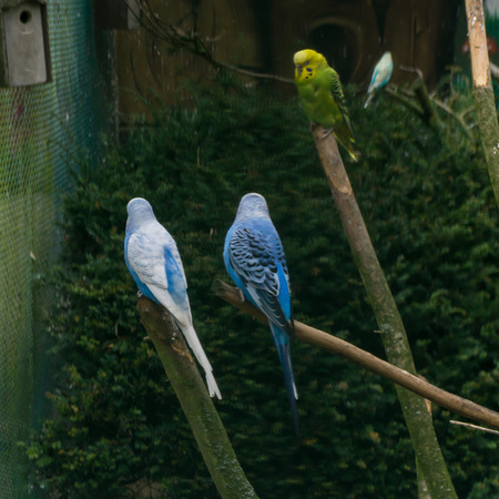 budgerigar birds. parrots. budgieのeditorial素材